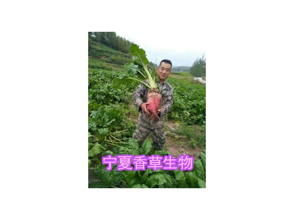 紅甜菜根/葉粉80-120目
