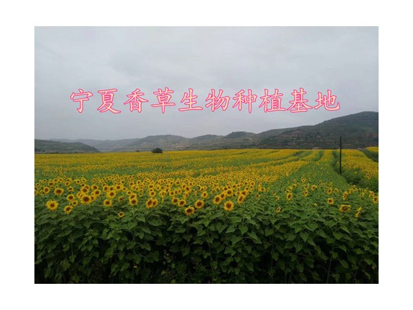 京大戟提取物