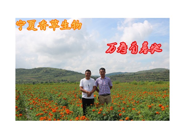 地精草提取物20:1