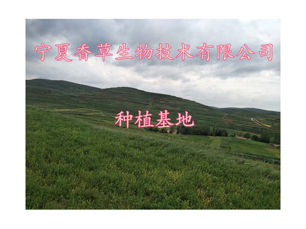 山金車提取物20:1