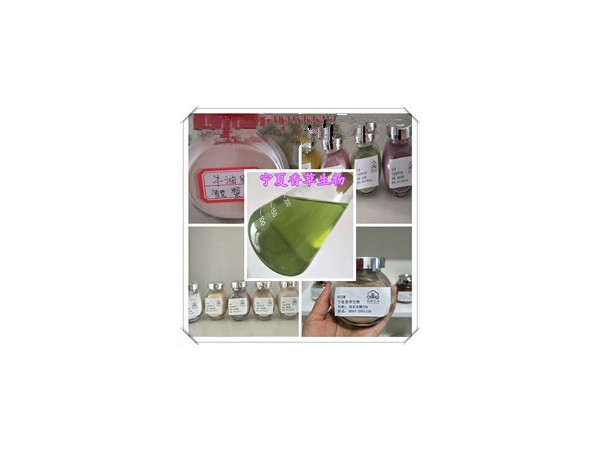 野生灰灰菜粉